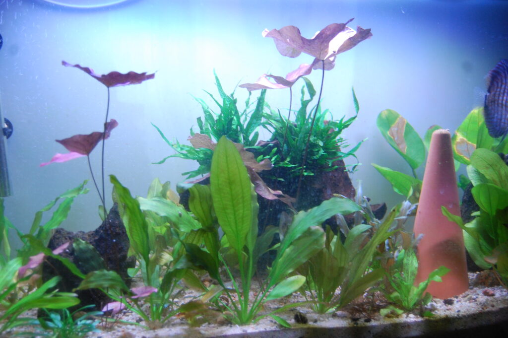 aquarium 45 scaled