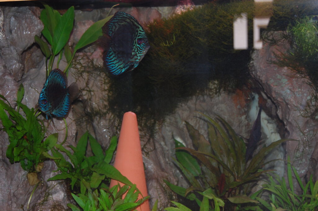 aquarium 7 scaled