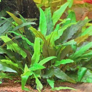 cryptocoryne wendtii grun 51da5e207bf8a