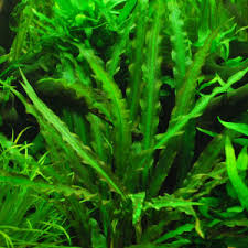 cryptocoryne spiralis 2