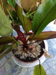 echinodorus indian summer