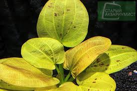 echinodorus yellow sun