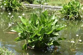 eichinodorus palifolius