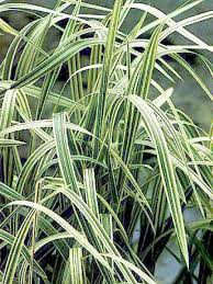 glyceria variegata