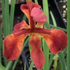 iris louisiana fulva