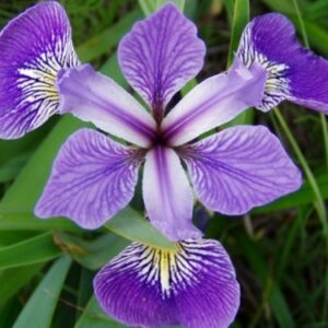 iris versicolor iris versicolore