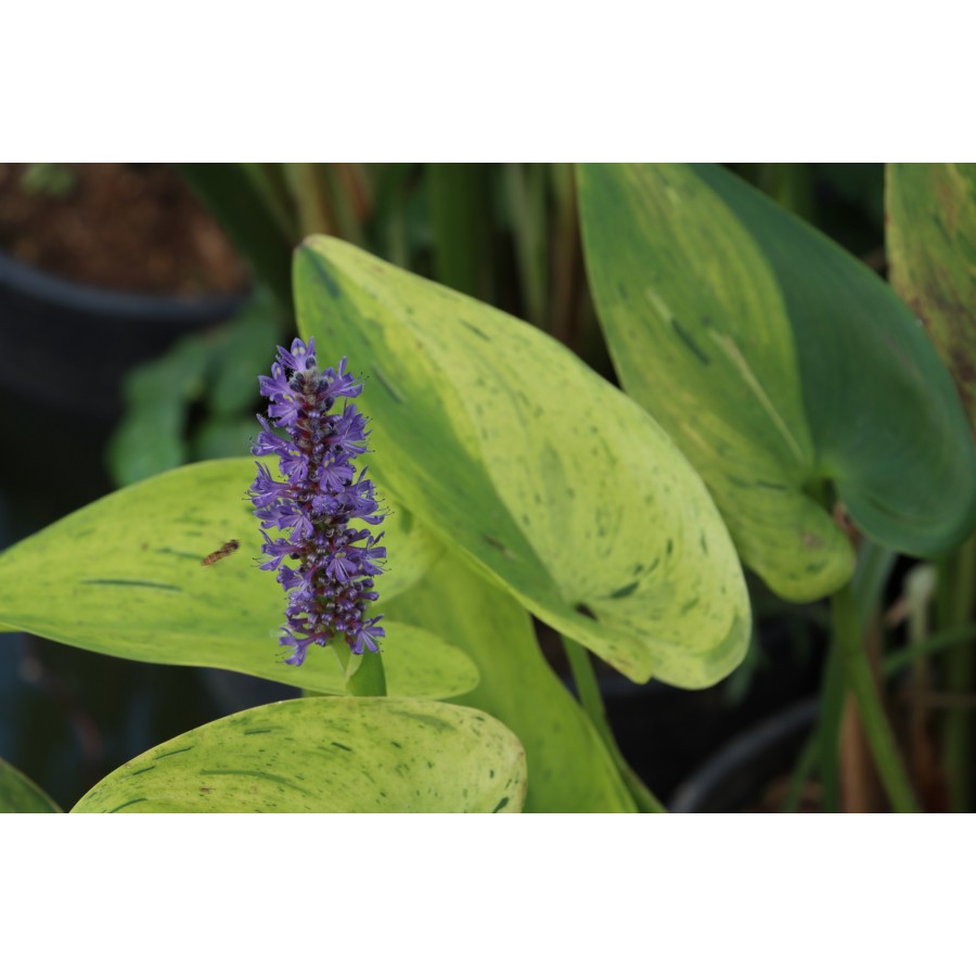 pontederia cordata sunsplash