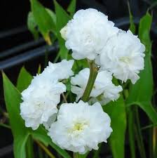 sagittaire flore pleno