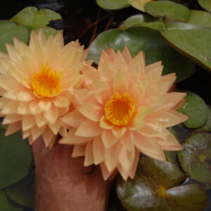 acheter nymphaea Bangkok Sun Spark for sale buy on line (18)