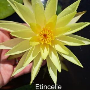 acheter nymphaea Etincelle for sale buy on line (1)
