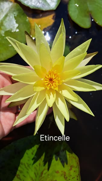 acheter nymphaea Etincelle for sale buy on line (1)