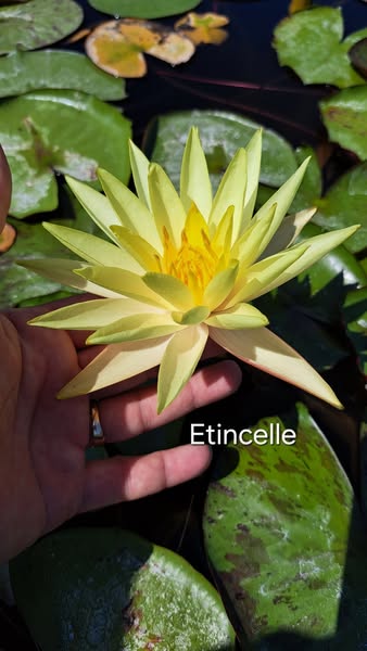 acheter nymphaea Etincelle for sale buy on line (2)