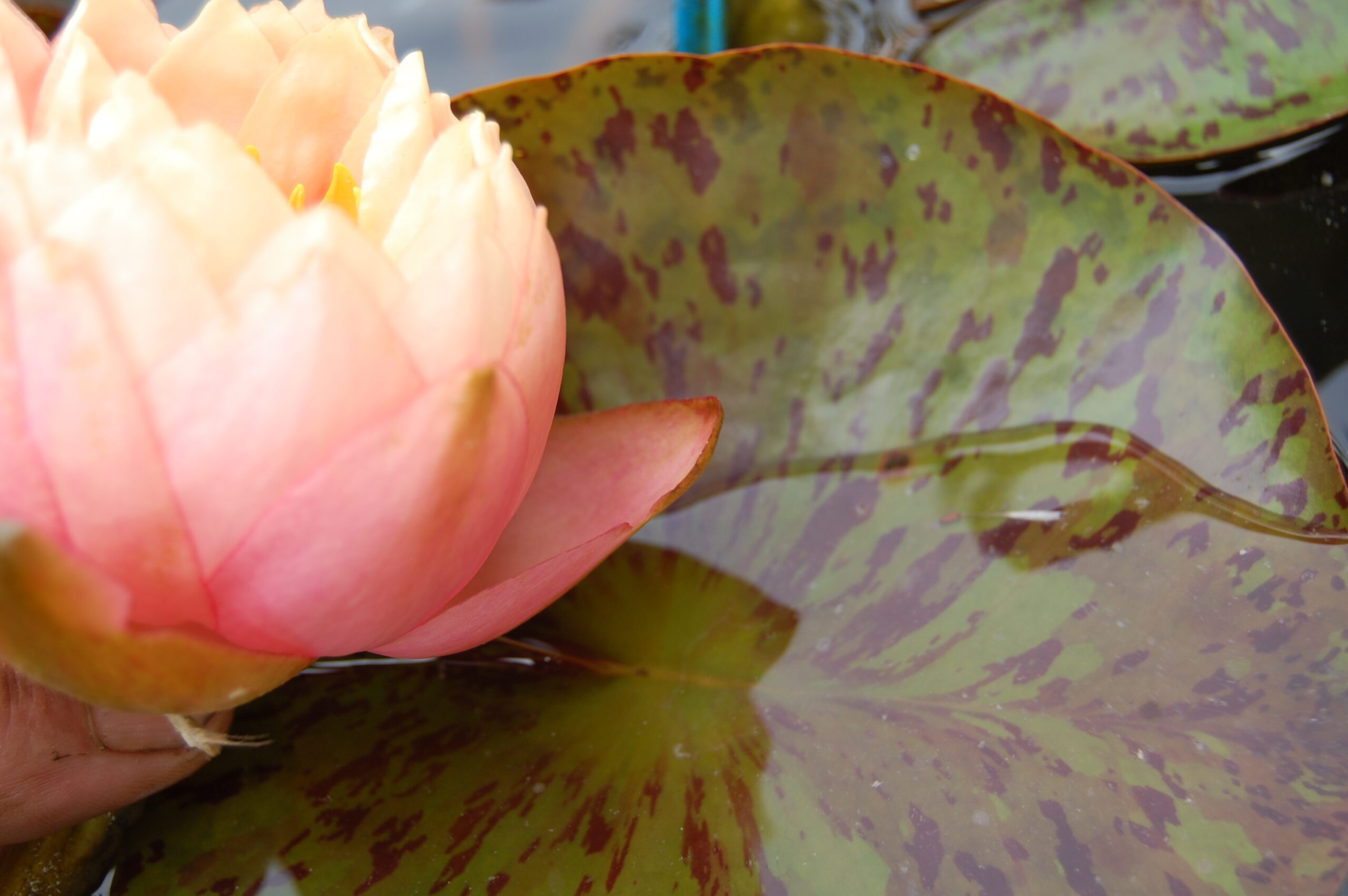acheter nymphaea Golden Gobelet for sale buy on line (1)