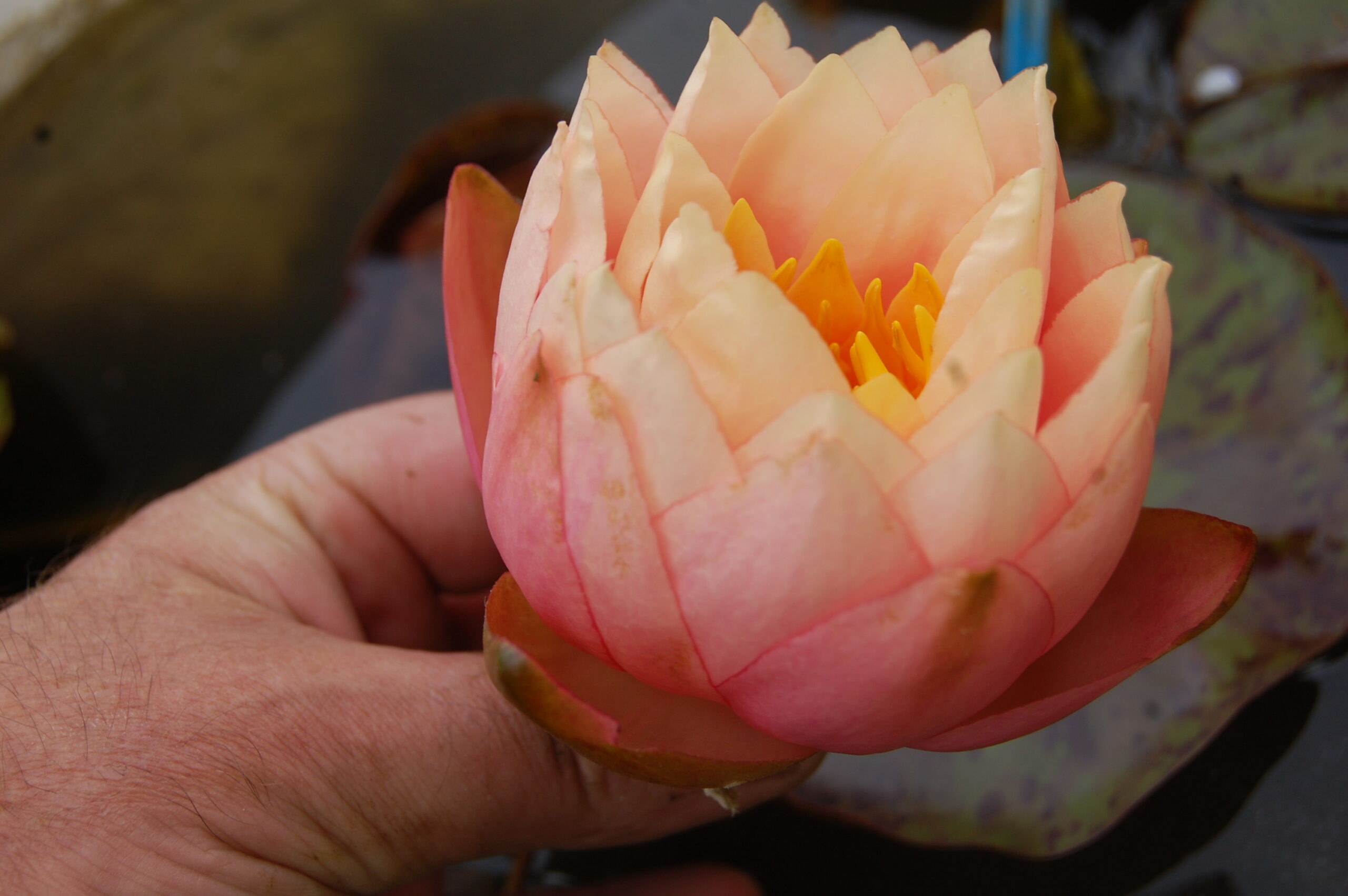 acheter nymphaea Golden Gobelet for sale buy on line (10)