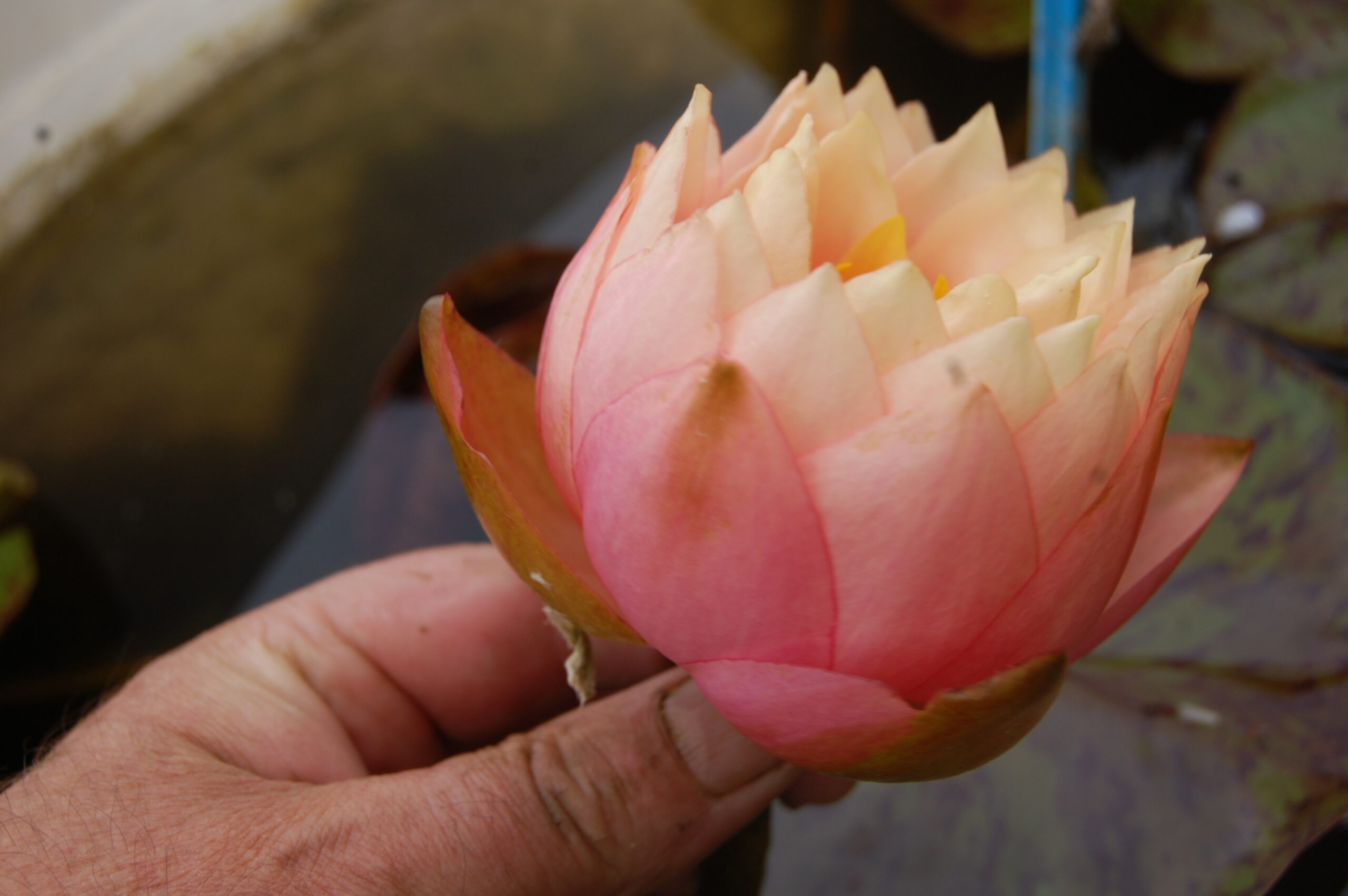 acheter nymphaea Golden Gobelet for sale buy on line (11)