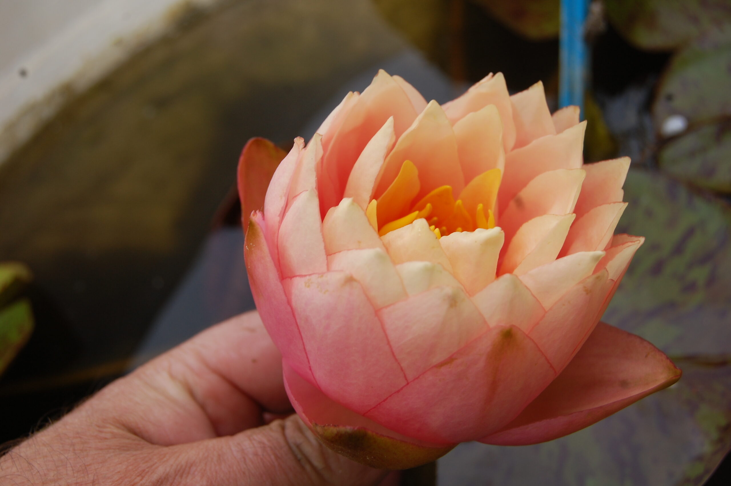 acheter nymphaea Golden Gobelet for sale buy on line (12)
