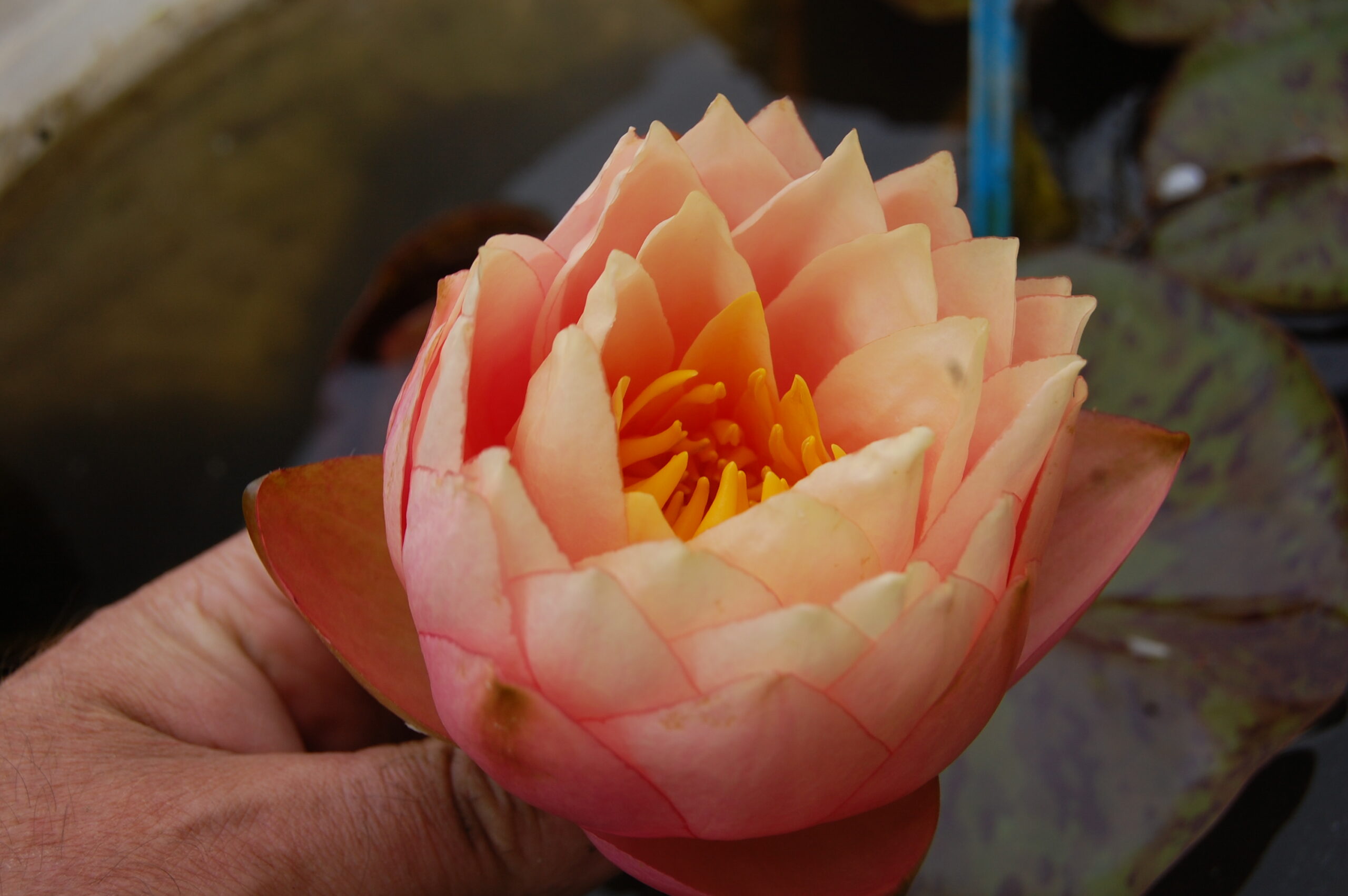 acheter nymphaea Golden Gobelet for sale buy on line (13)