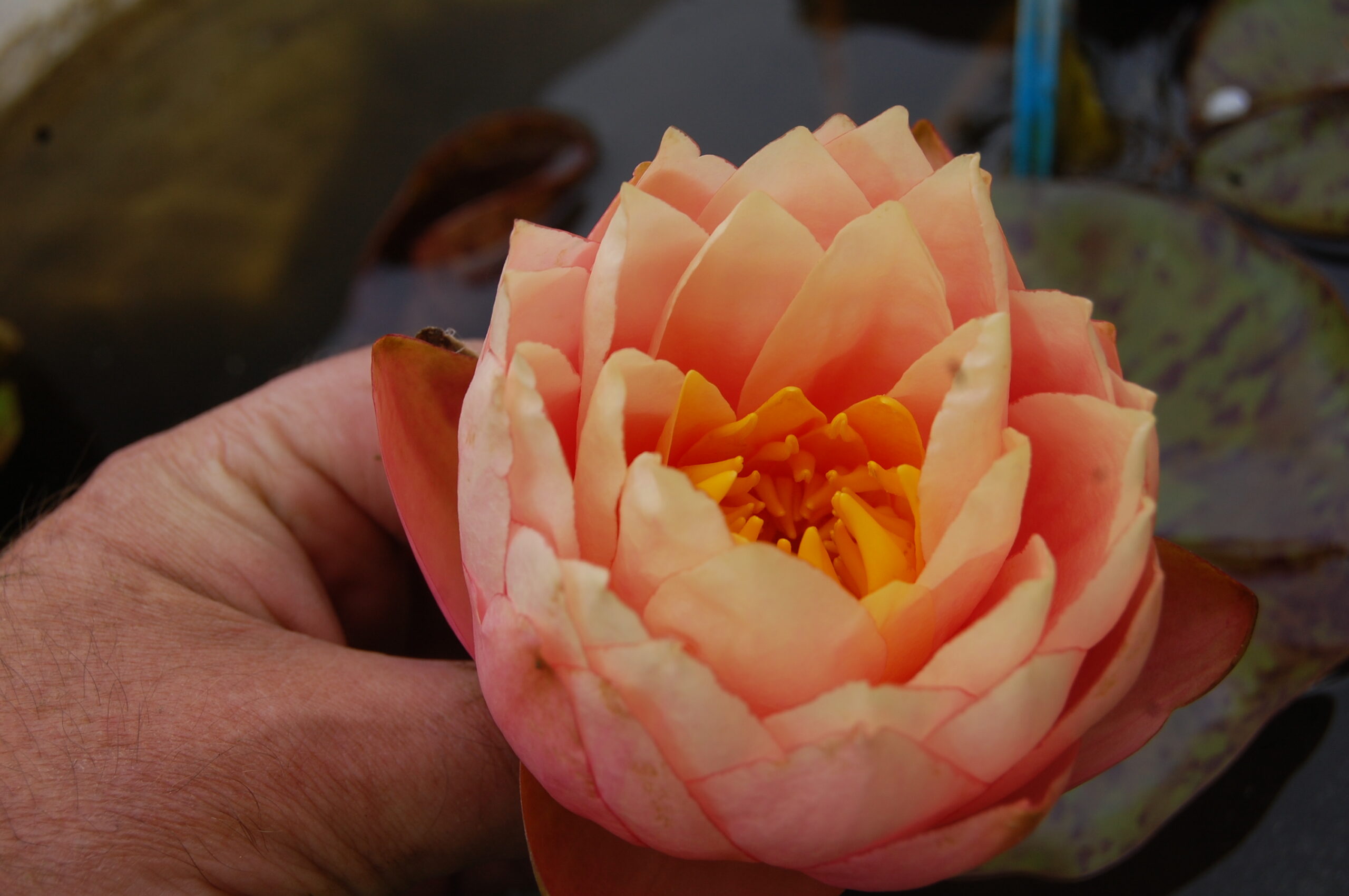 acheter nymphaea Golden Gobelet for sale buy on line (14)