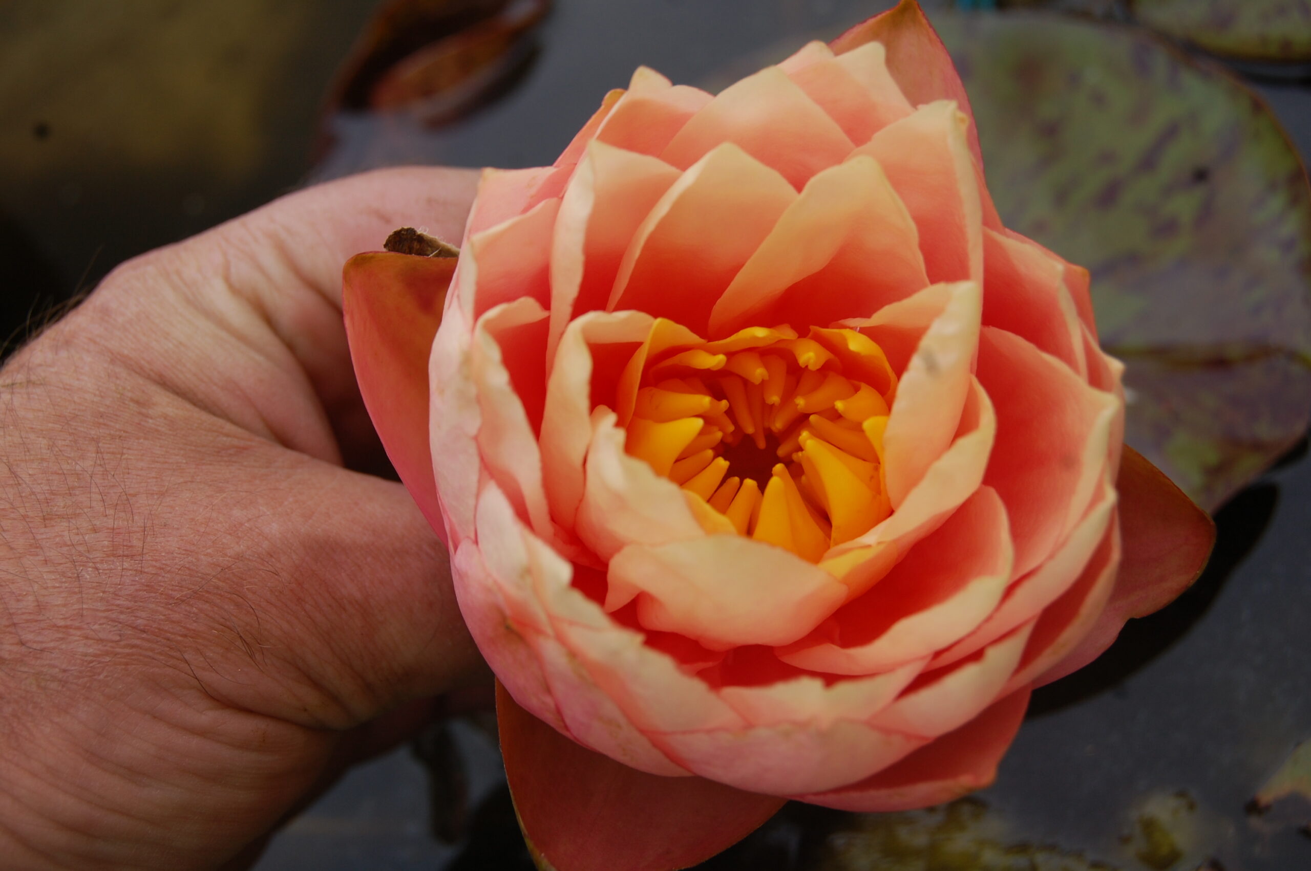 acheter nymphaea Golden Gobelet for sale buy on line (15)