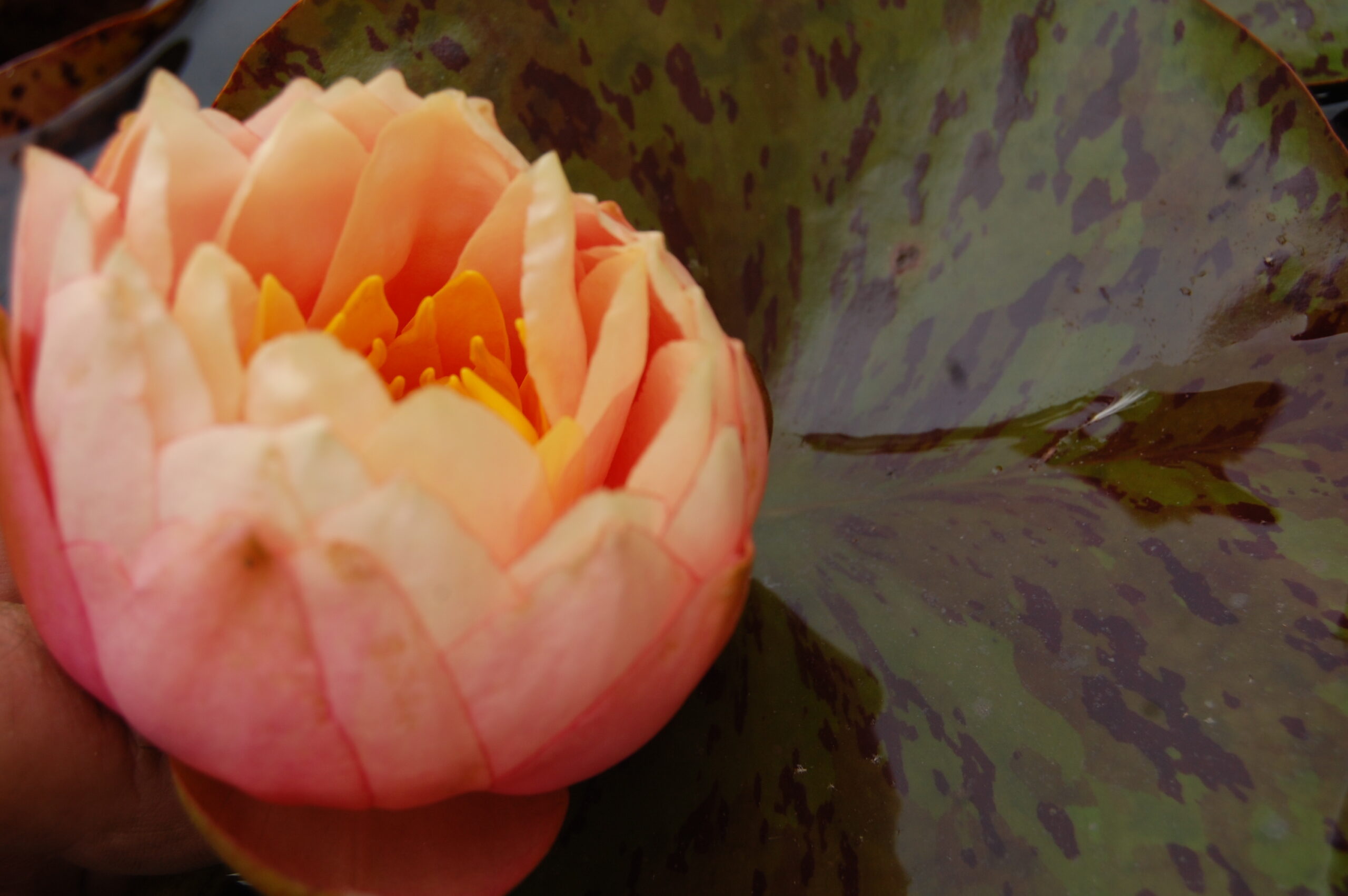 acheter nymphaea Golden Gobelet for sale buy on line (16)