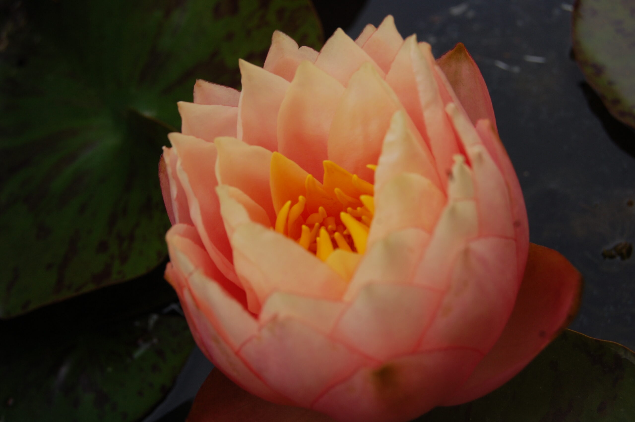 acheter nymphaea Golden Gobelet for sale buy on line (2)
