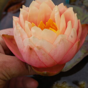 acheter nymphaea Golden Gobelet for sale buy on line (3)
