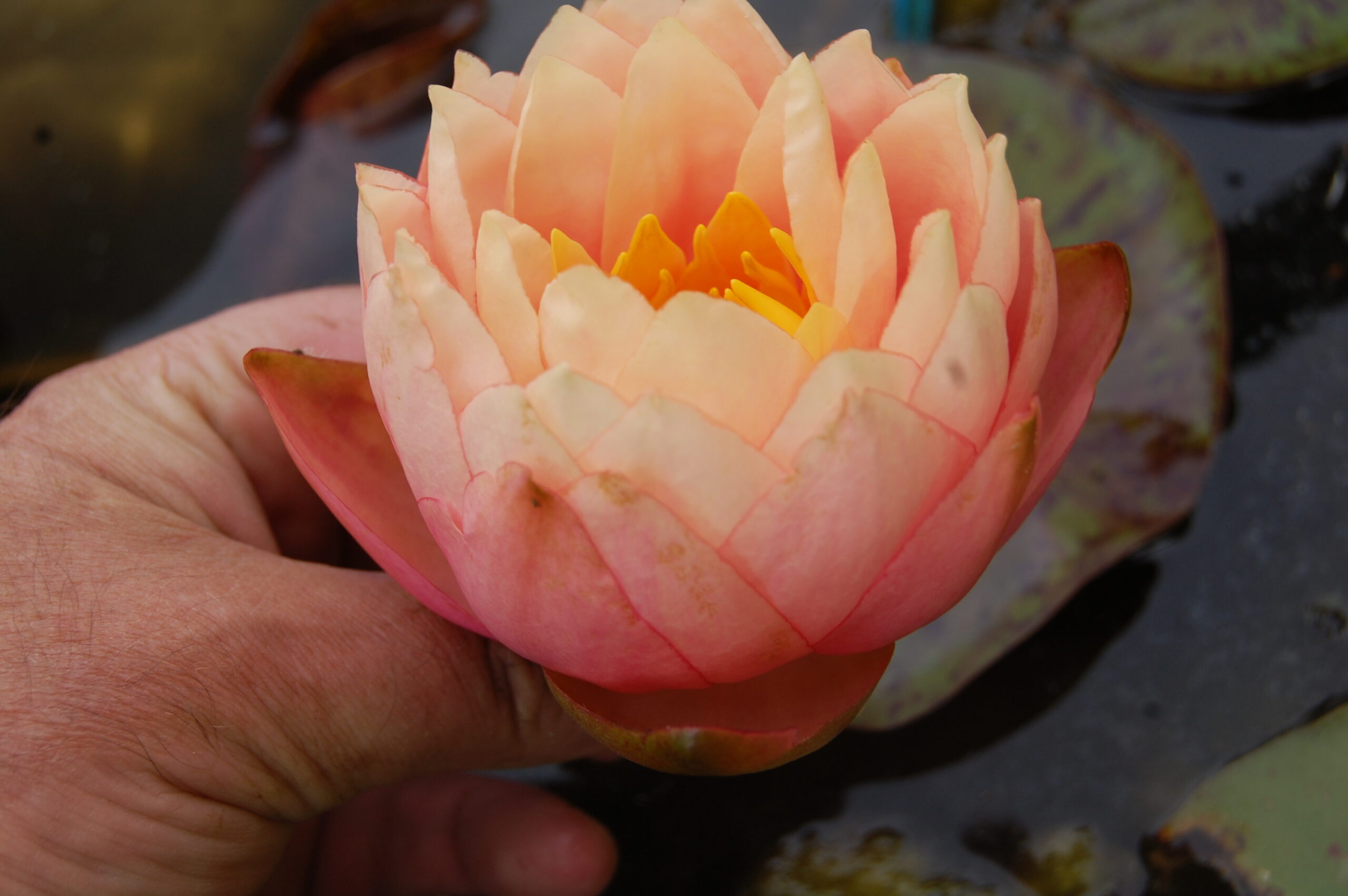 acheter nymphaea Golden Gobelet for sale buy on line (3)