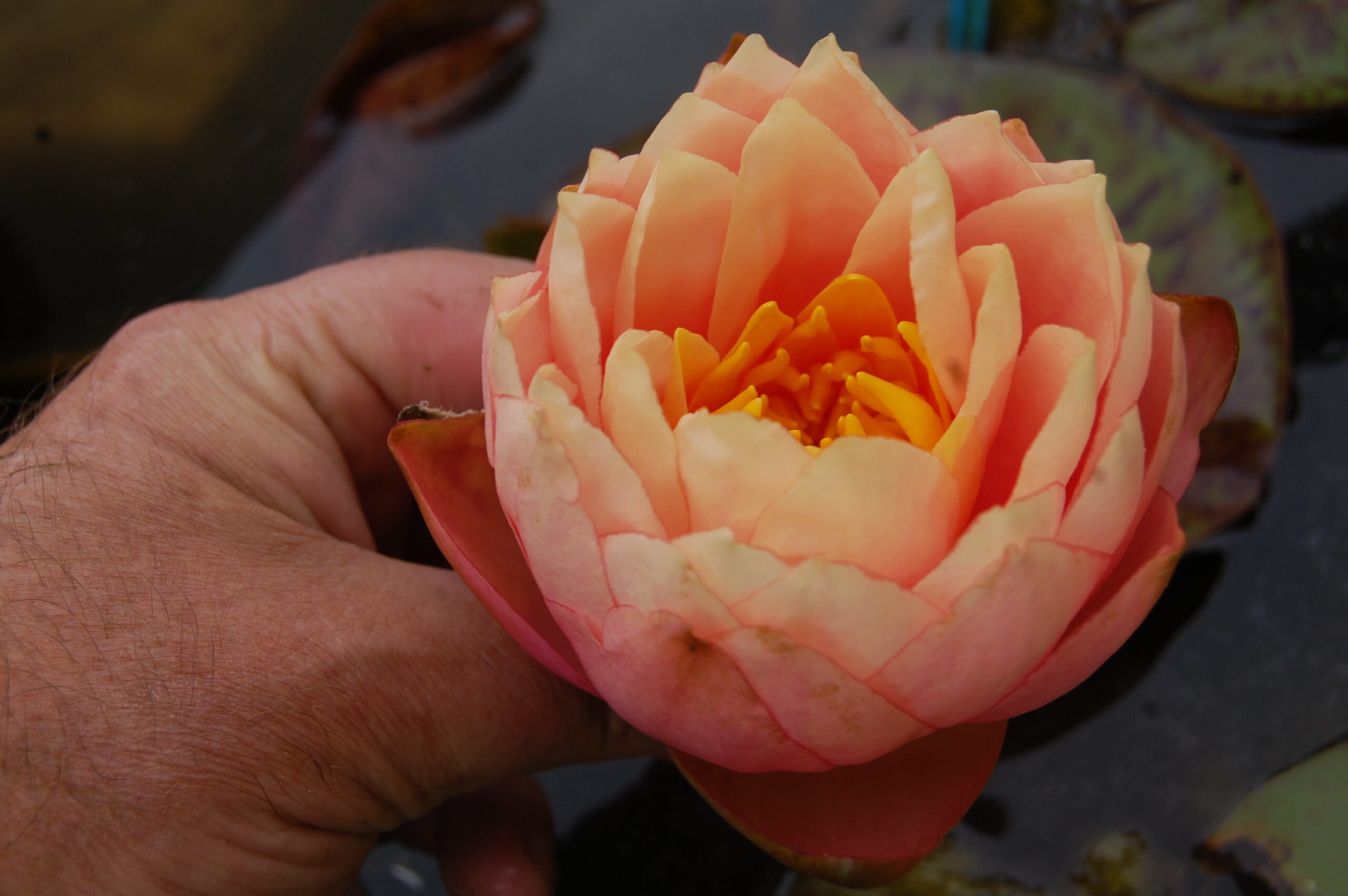 acheter nymphaea Golden Gobelet for sale buy on line (4)