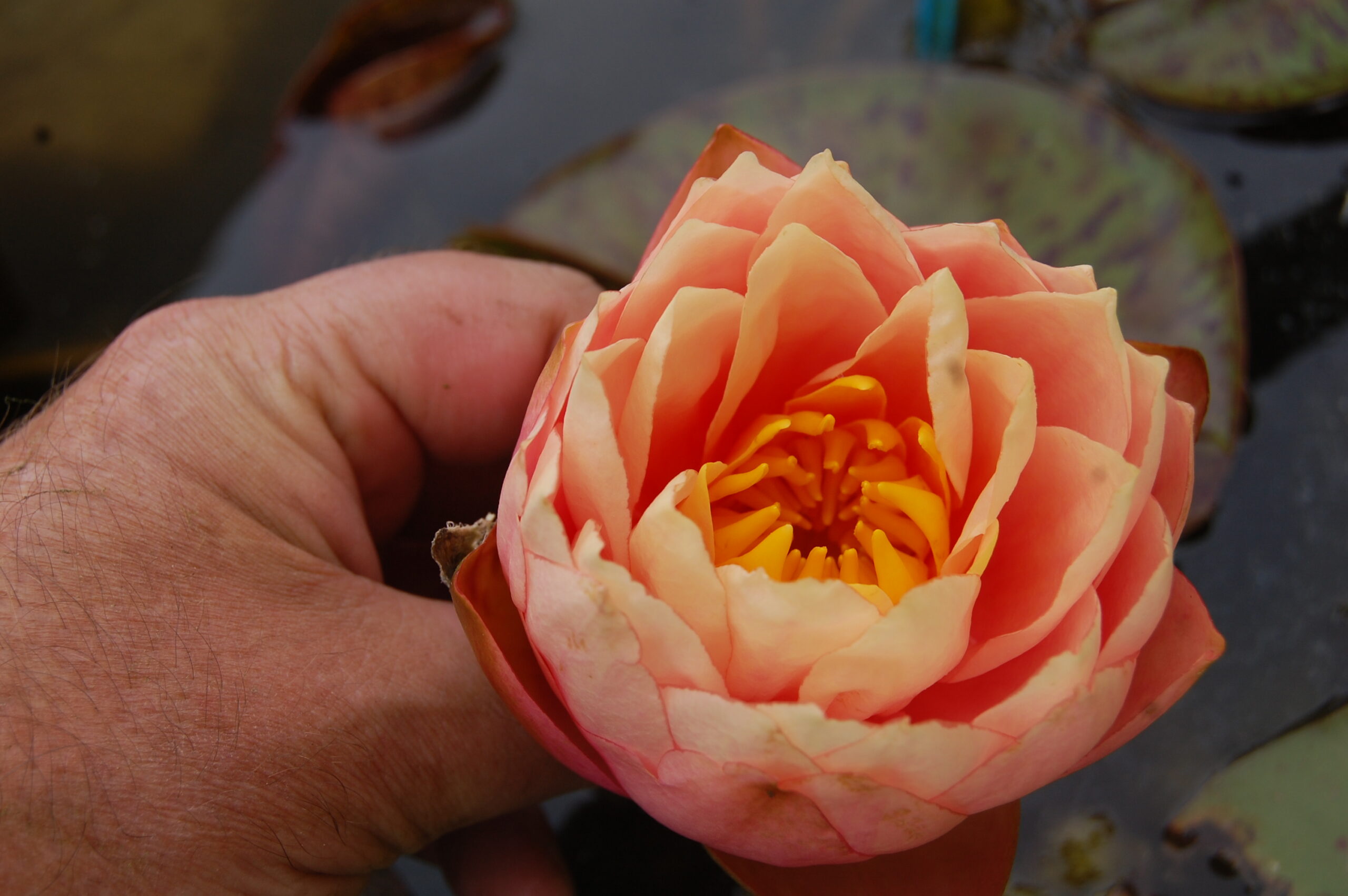 acheter nymphaea Golden Gobelet for sale buy on line (5)
