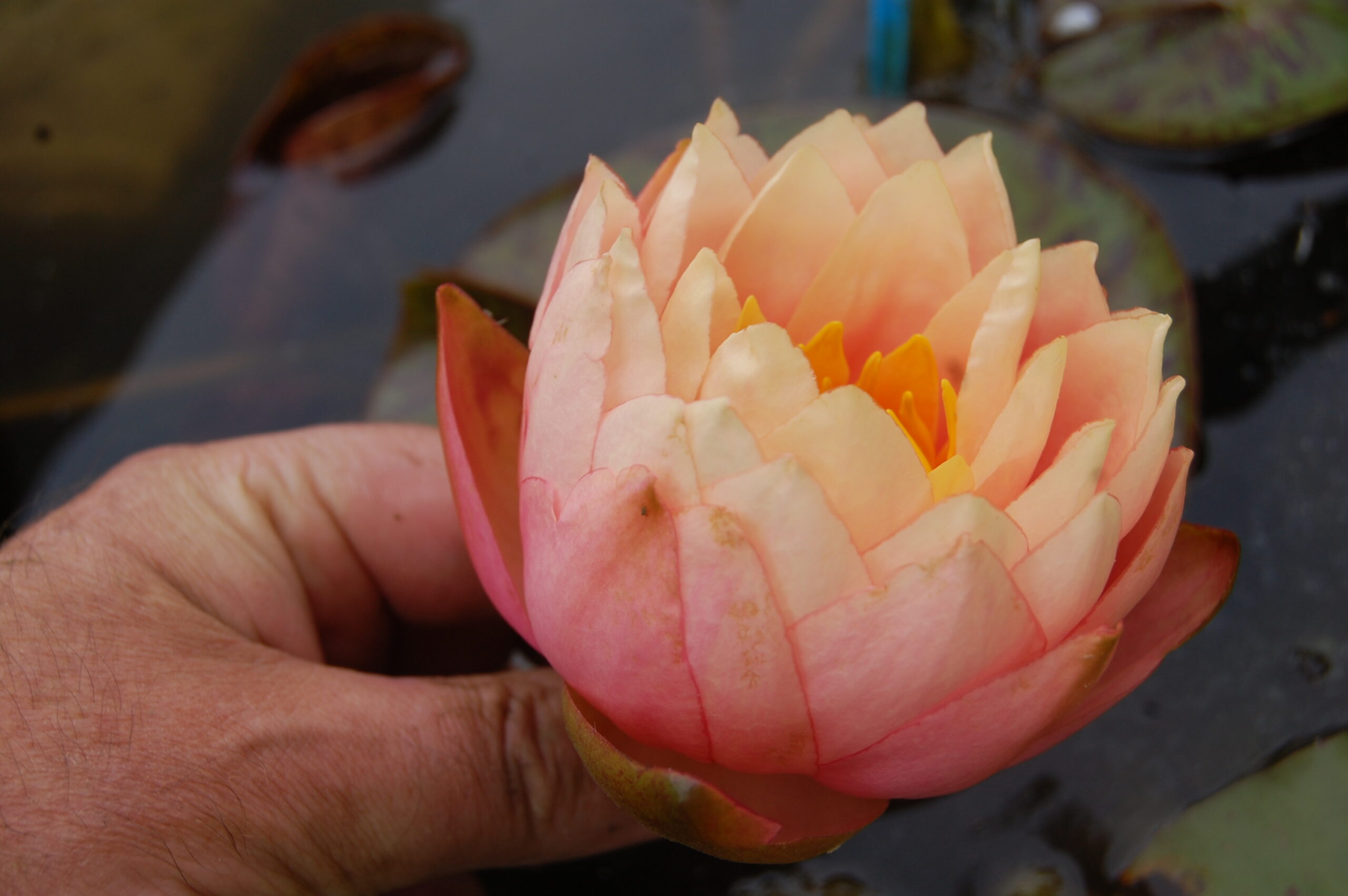 acheter nymphaea Golden Gobelet for sale buy on line (6)