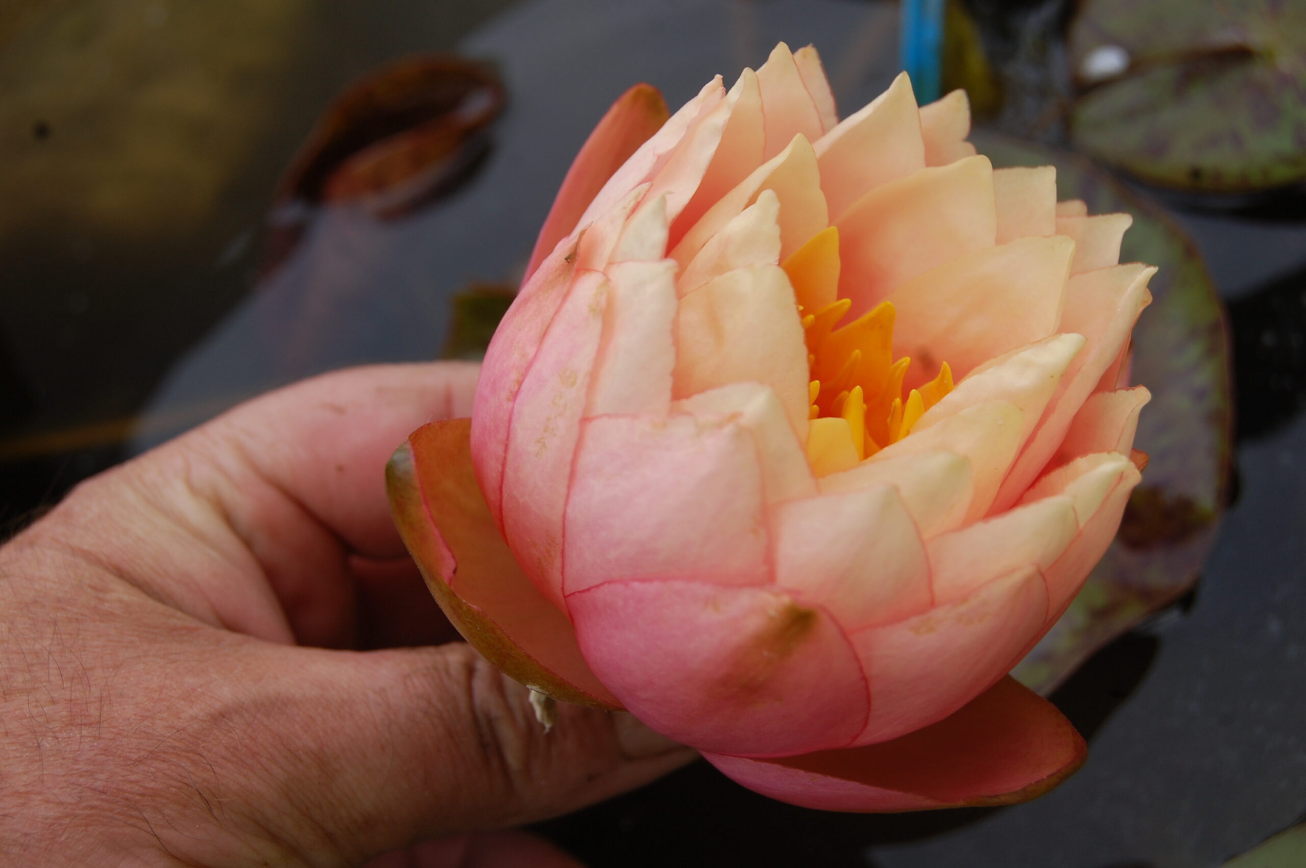 acheter nymphaea Golden Gobelet for sale buy on line (7)