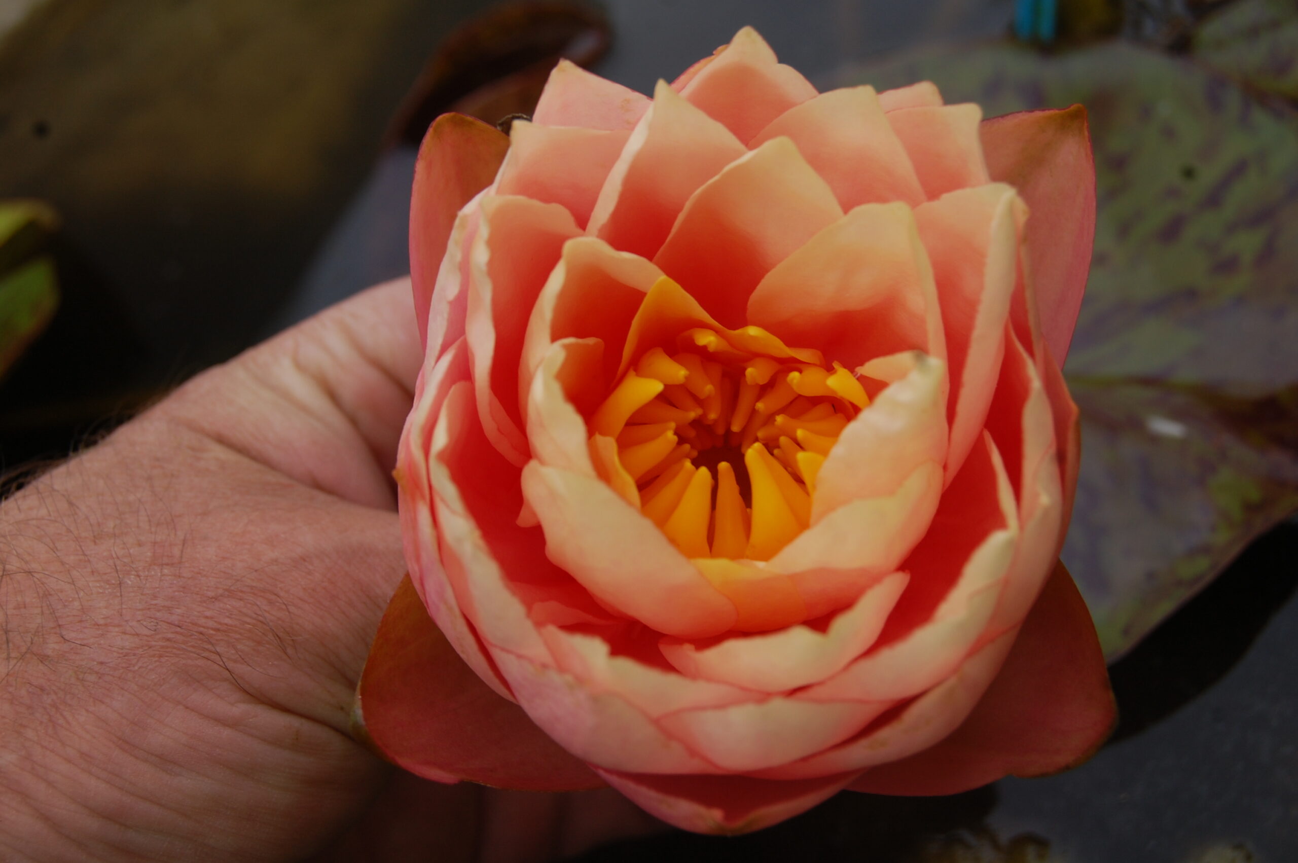 acheter nymphaea Golden Gobelet for sale buy on line (8)