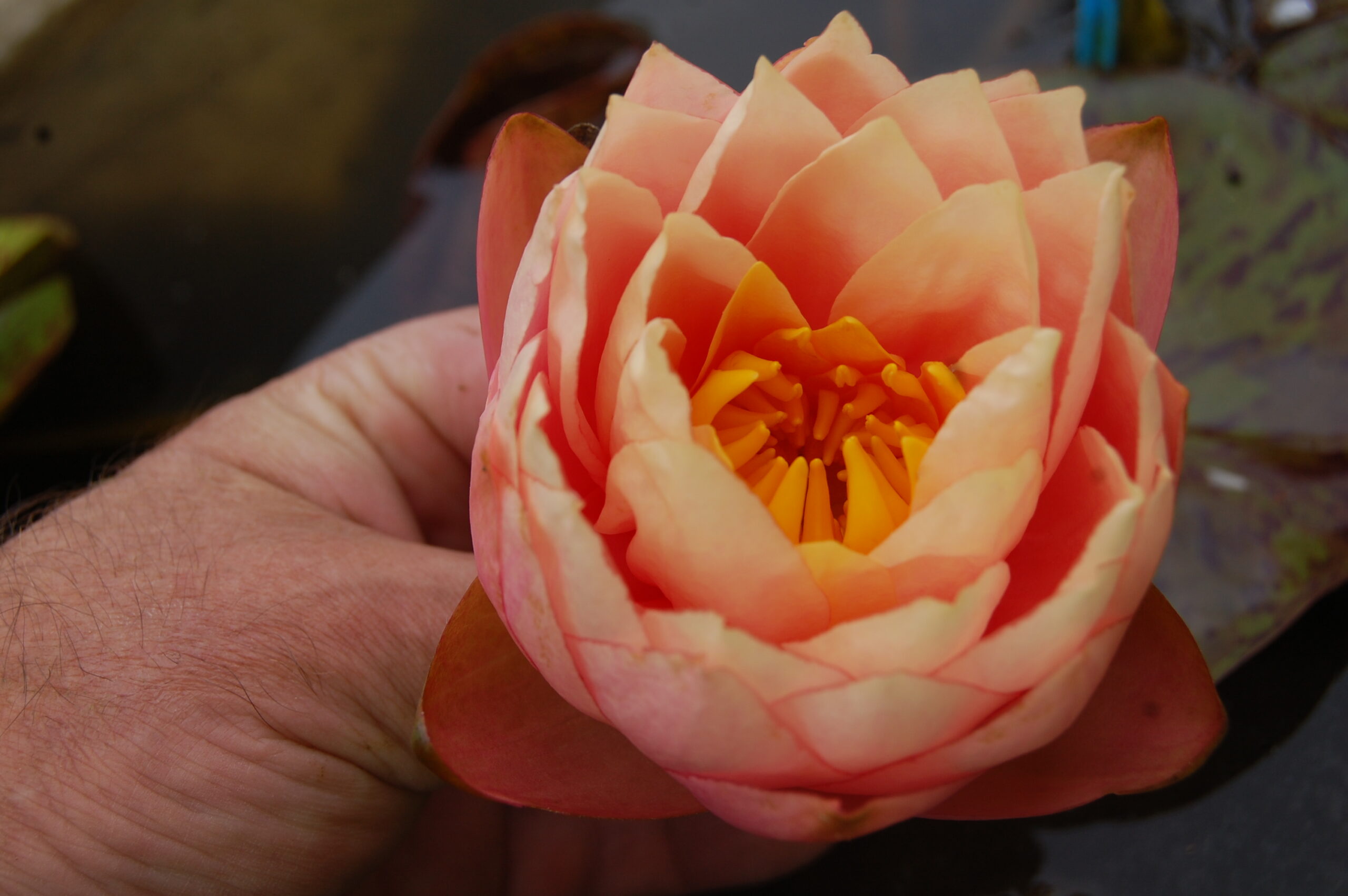 acheter nymphaea Golden Gobelet for sale buy on line (9)