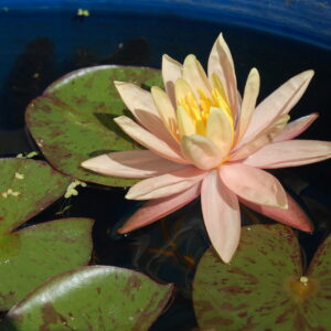 acheter nymphaea Ori for sale buy on line (4)