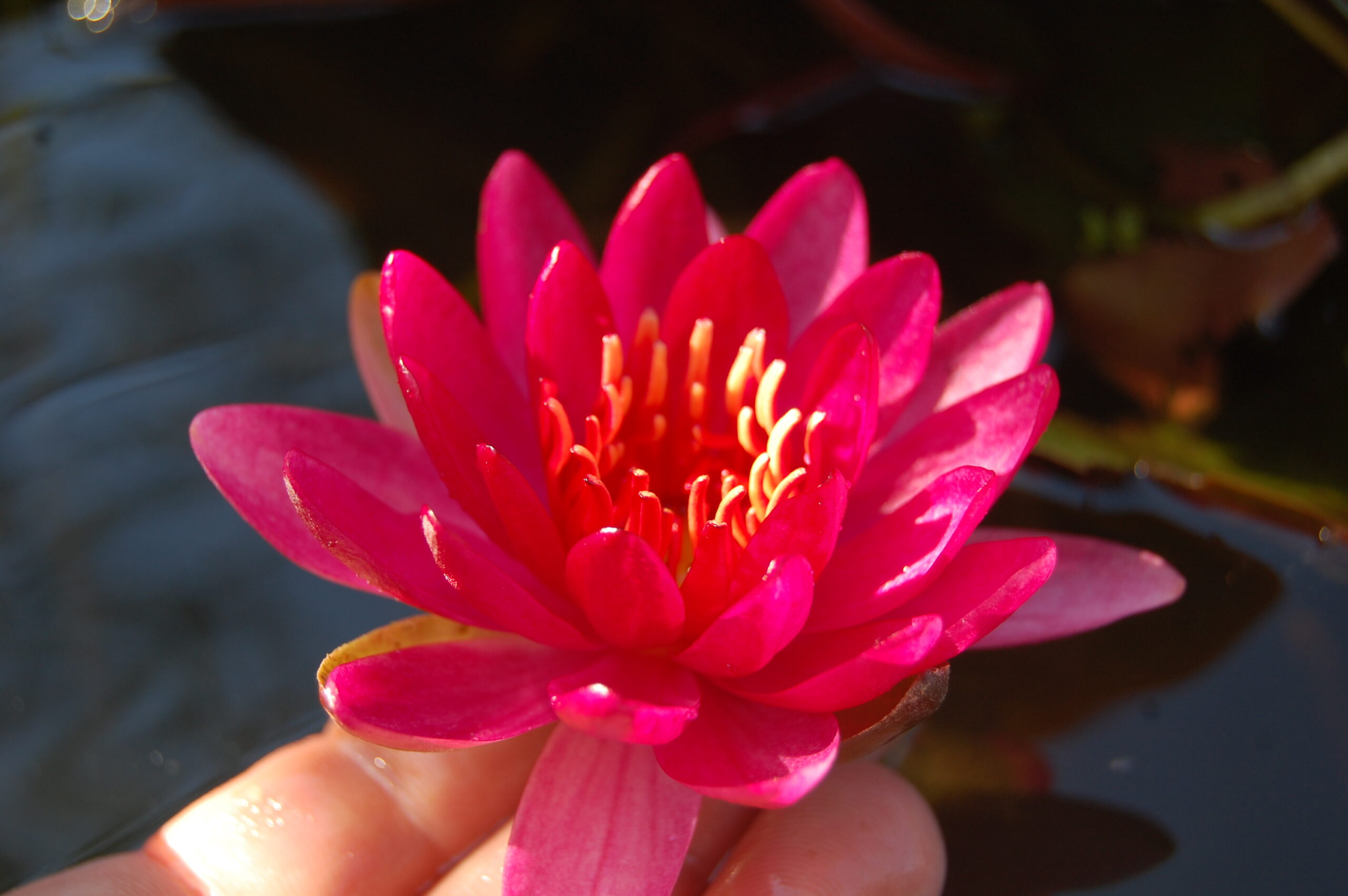 acheter nymphaea Perry's Red Glow for sale buy on line (1)