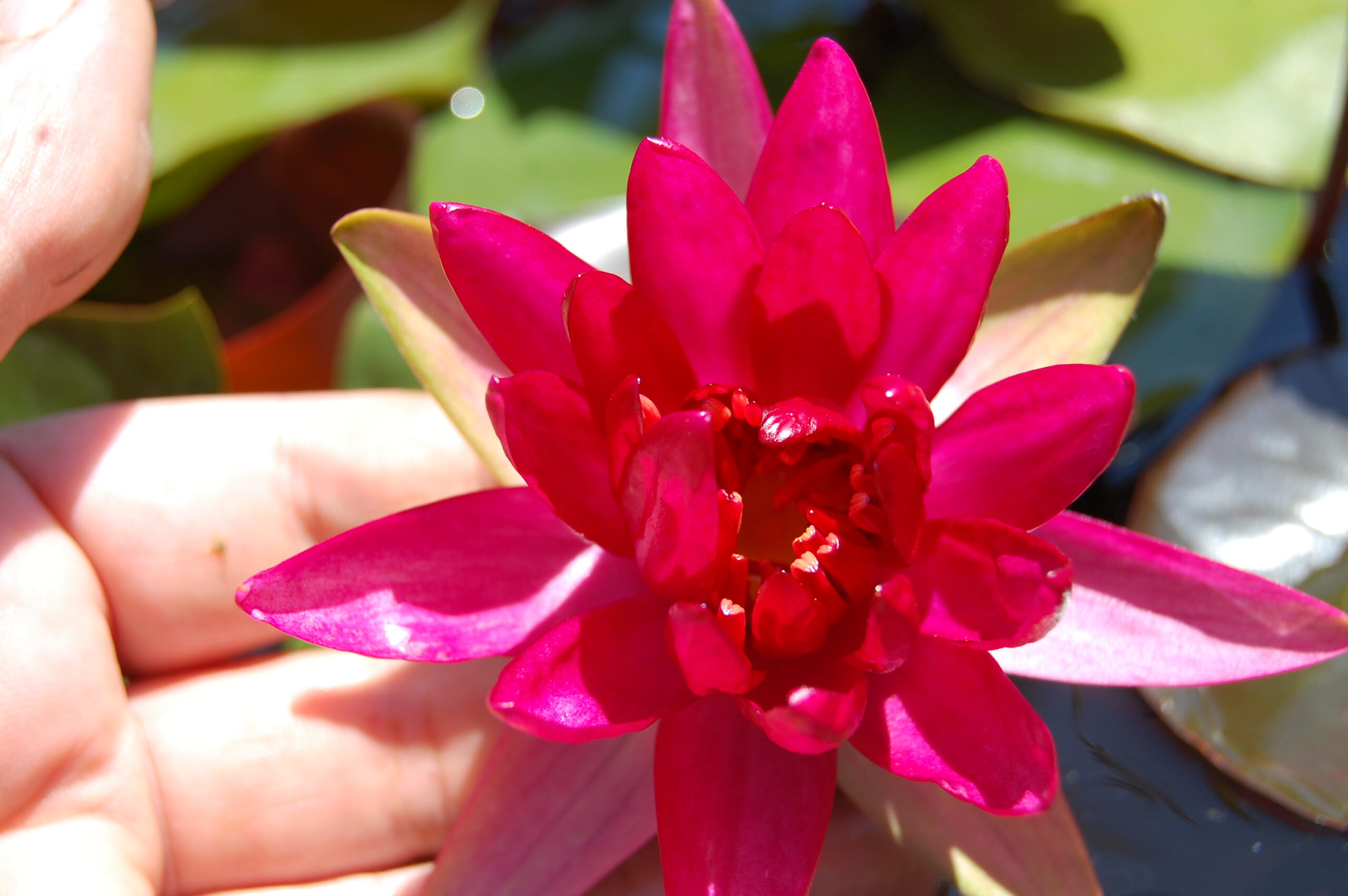 acheter nymphaea Perry's Red Glow for sale buy on line (10)
