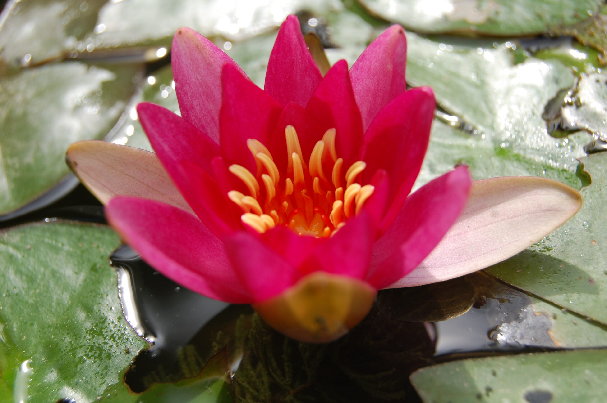 acheter nymphaea Perry's Red Glow for sale buy on line (12)