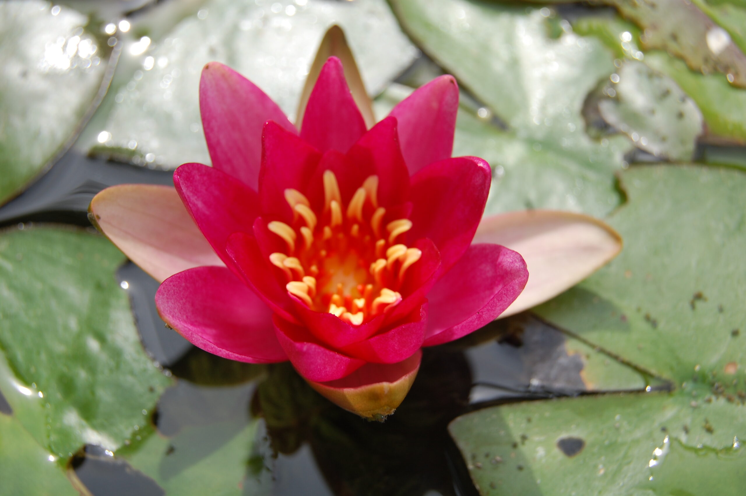 acheter nymphaea Perry's Red Glow for sale buy on line (14)