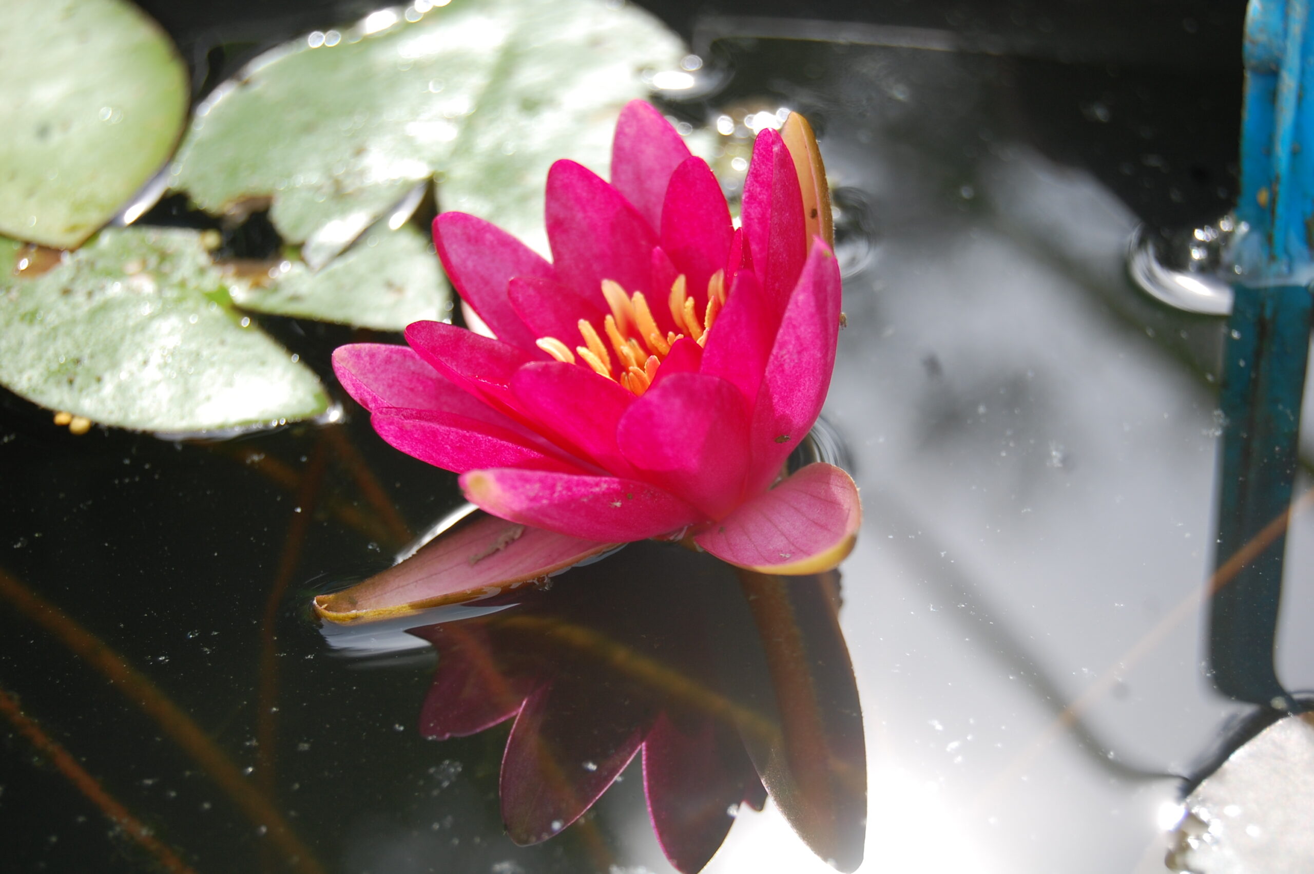 acheter nymphaea Perry's Red Glow for sale buy on line (16)