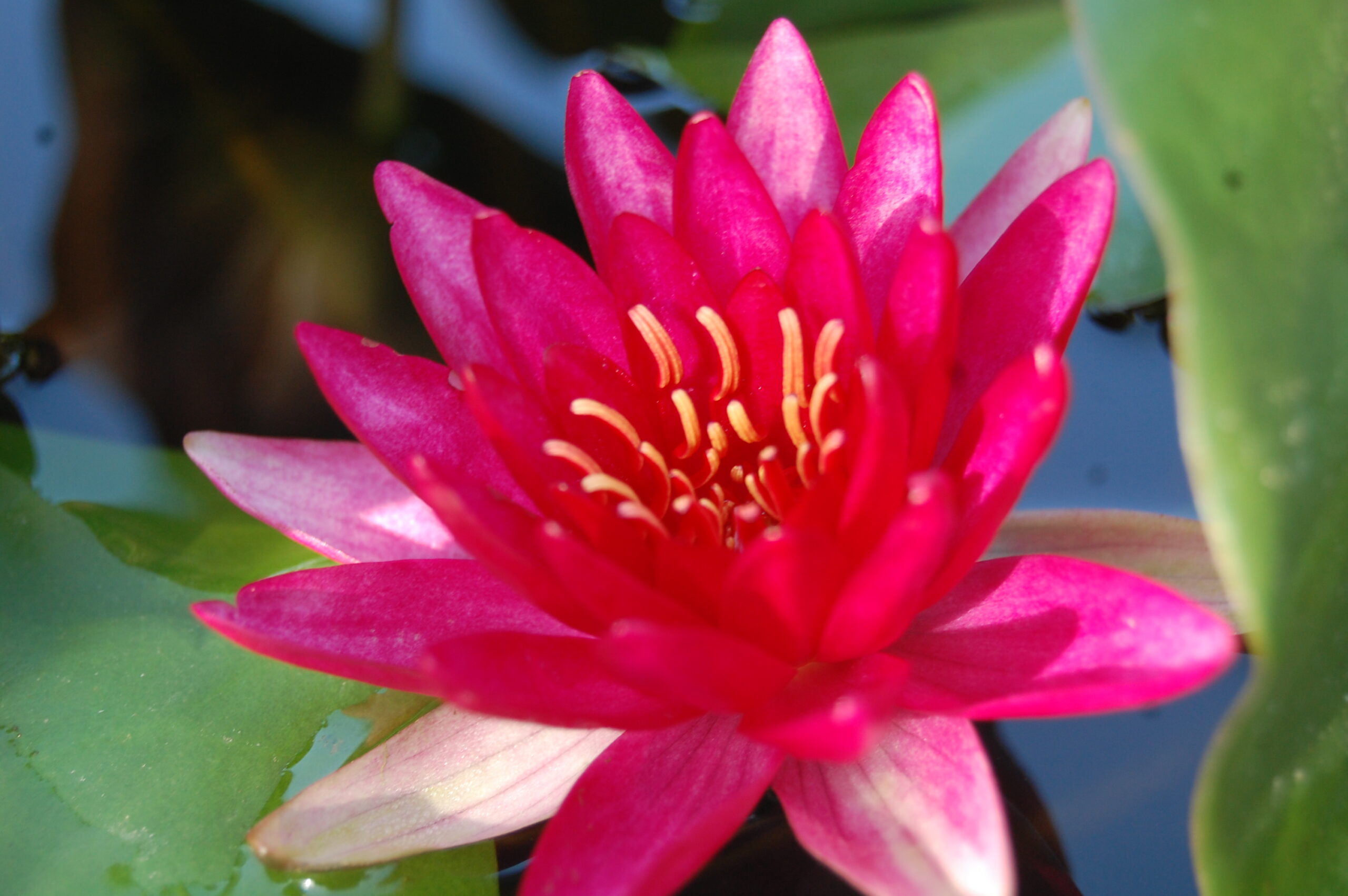 acheter nymphaea Perry's Red Glow for sale buy on line (18)