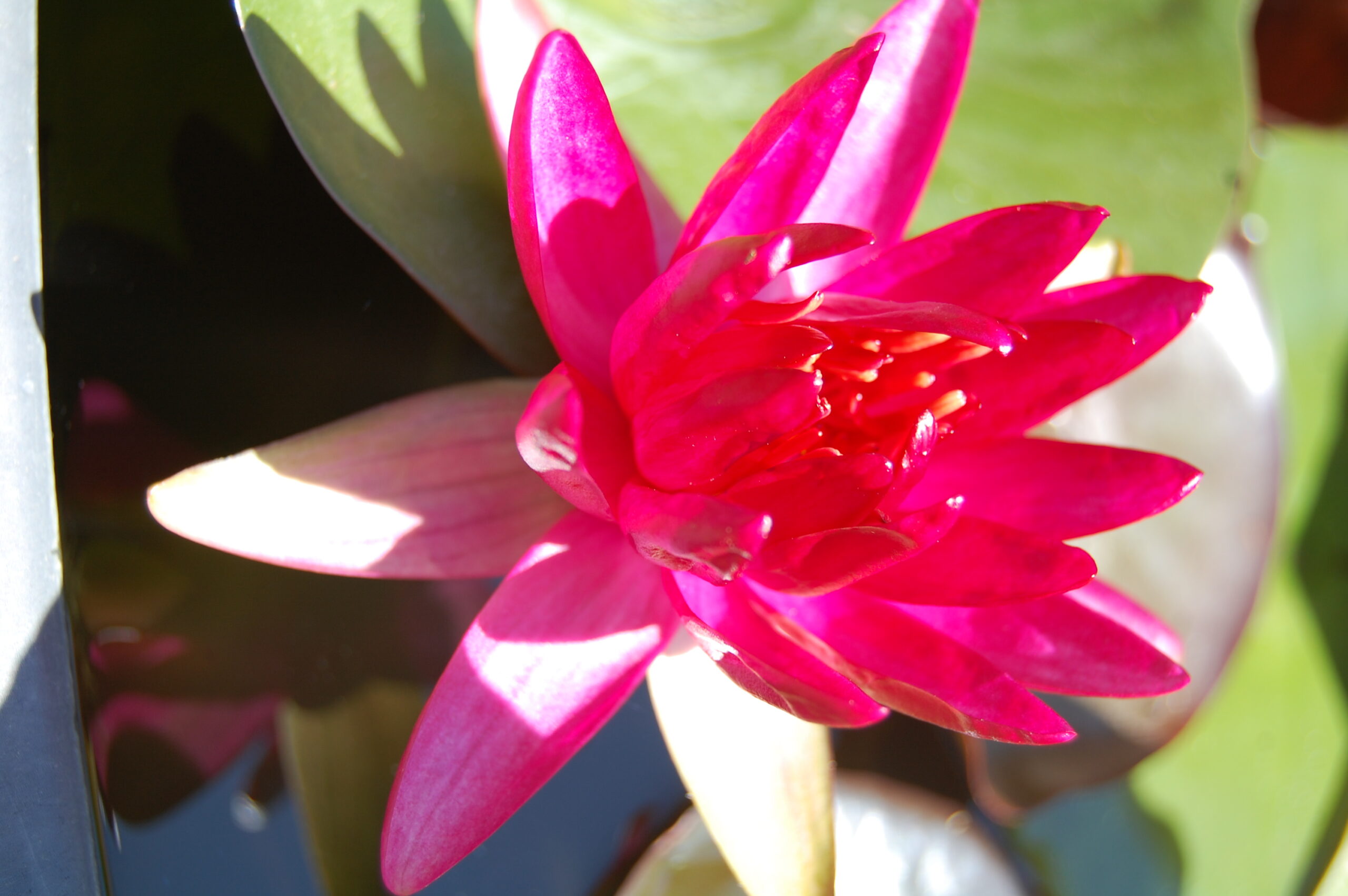 acheter nymphaea Perry's Red Glow for sale buy on line (2)