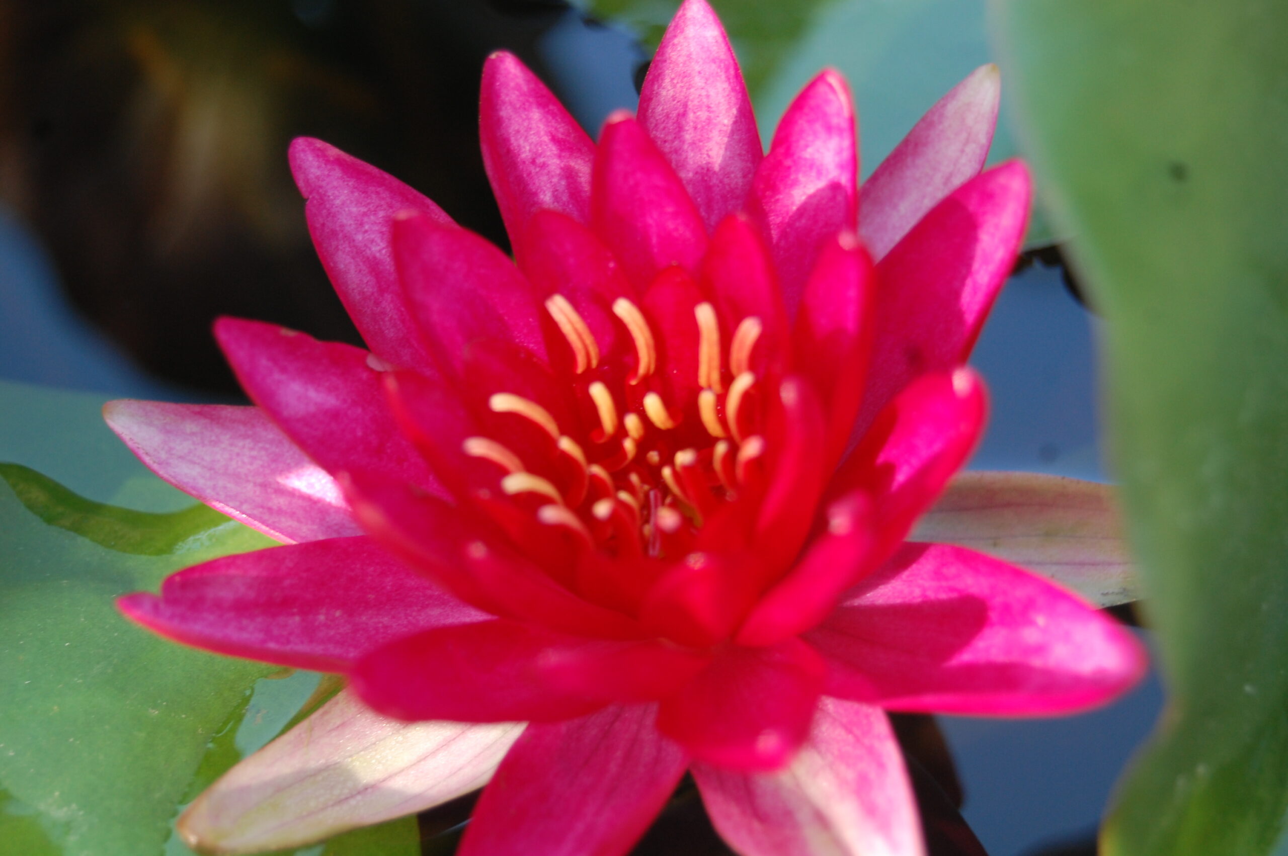 acheter nymphaea Perry's Red Glow for sale buy on line (20)