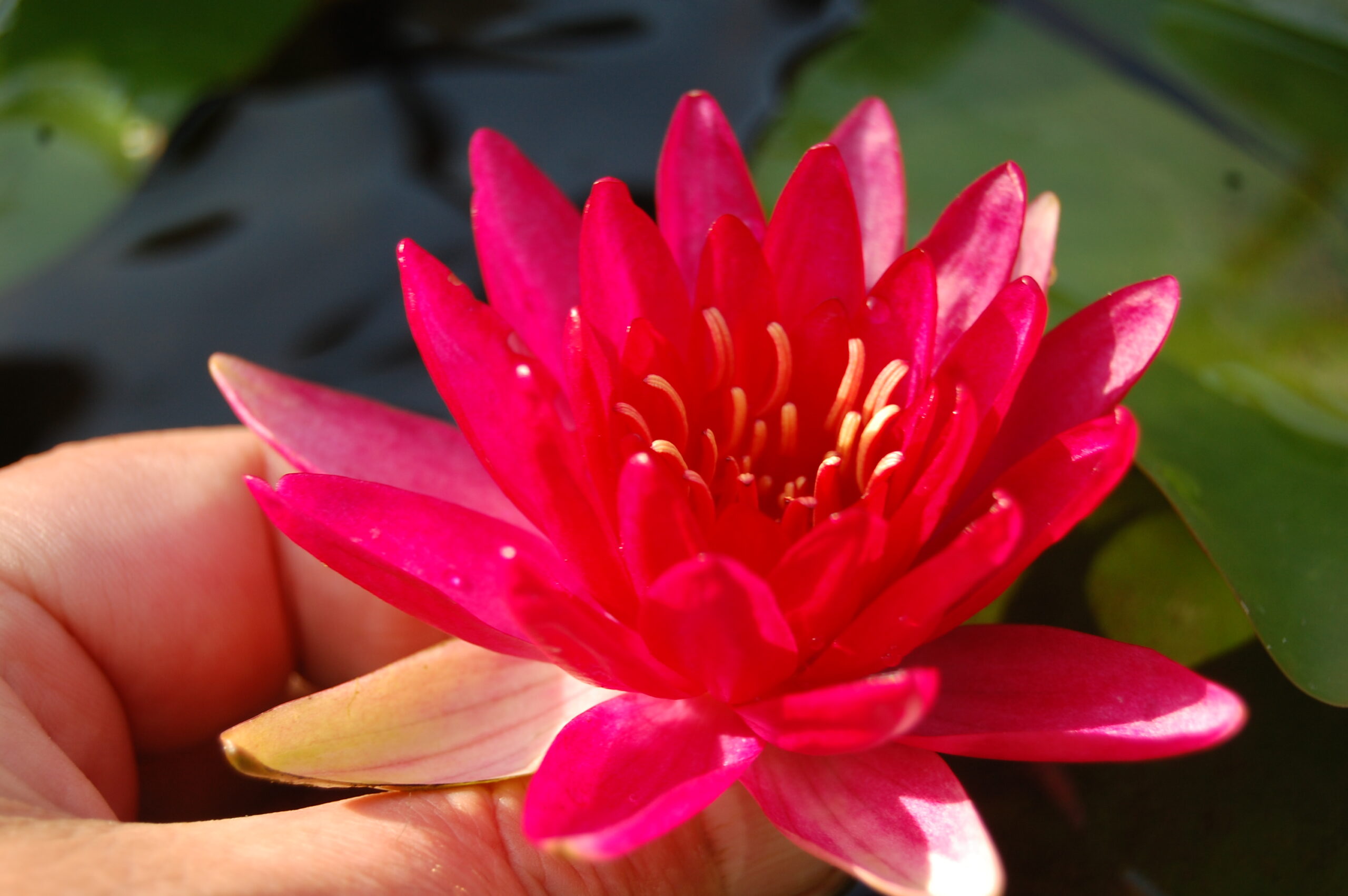 acheter nymphaea Perry's Red Glow for sale buy on line (25)
