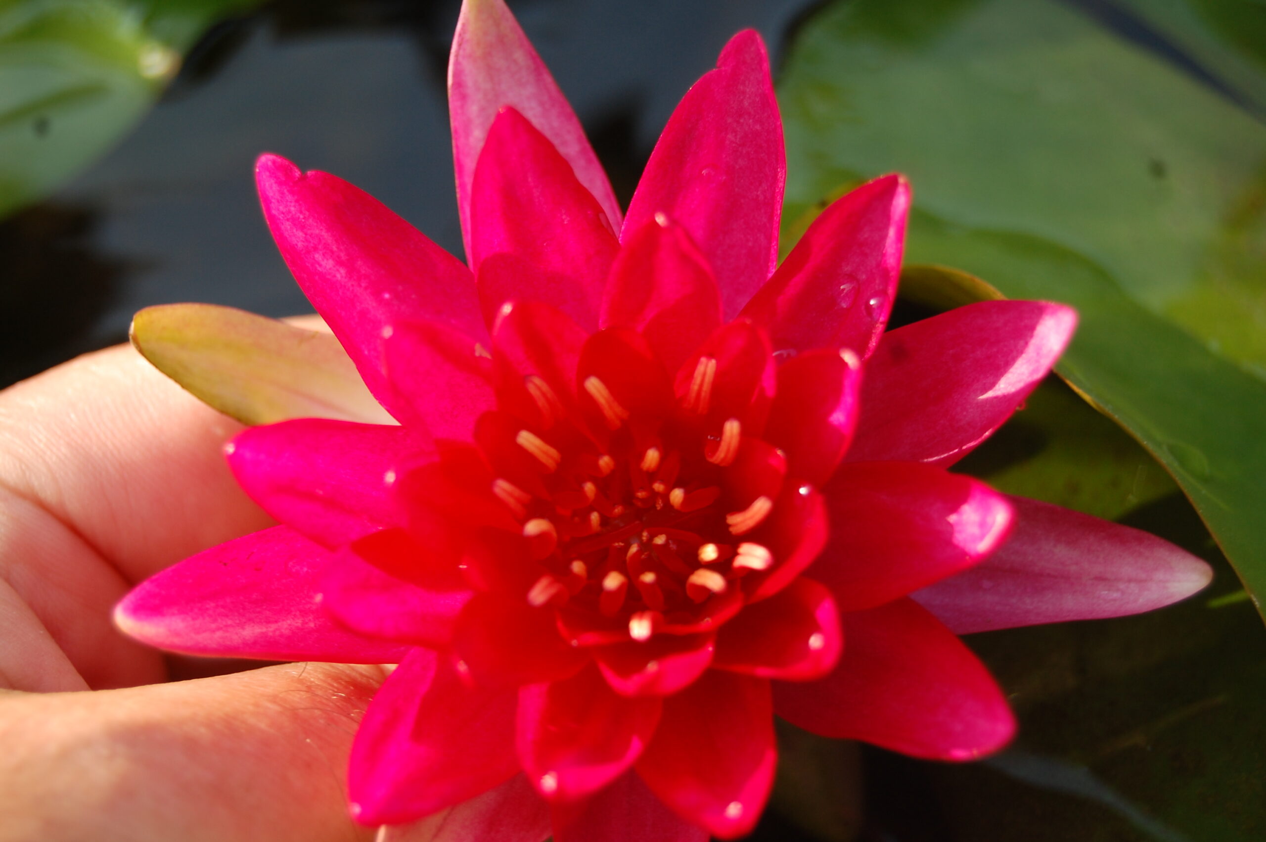 acheter nymphaea Perry's Red Glow for sale buy on line (27)