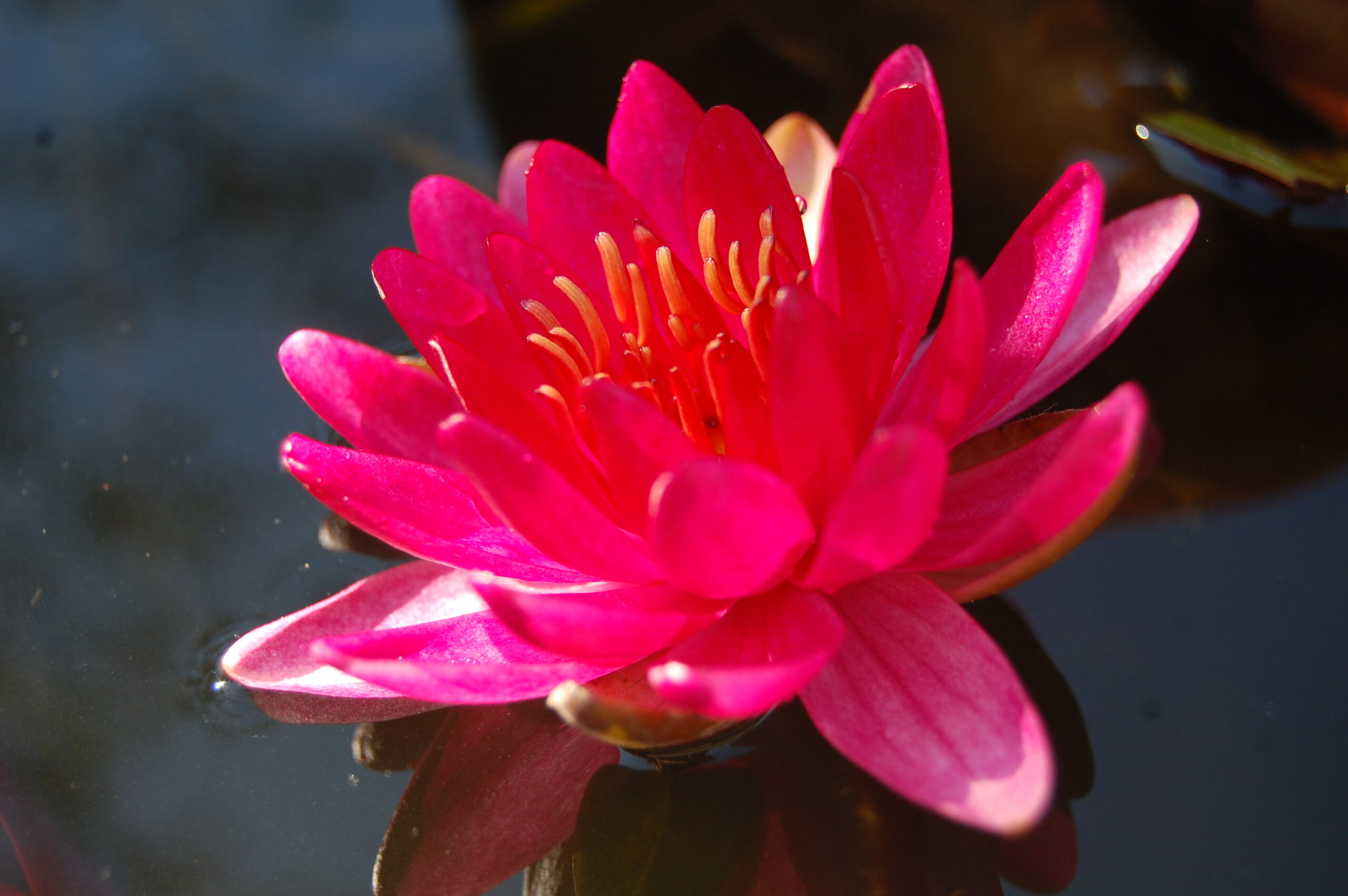 acheter nymphaea Perry's Red Glow for sale buy on line (29)