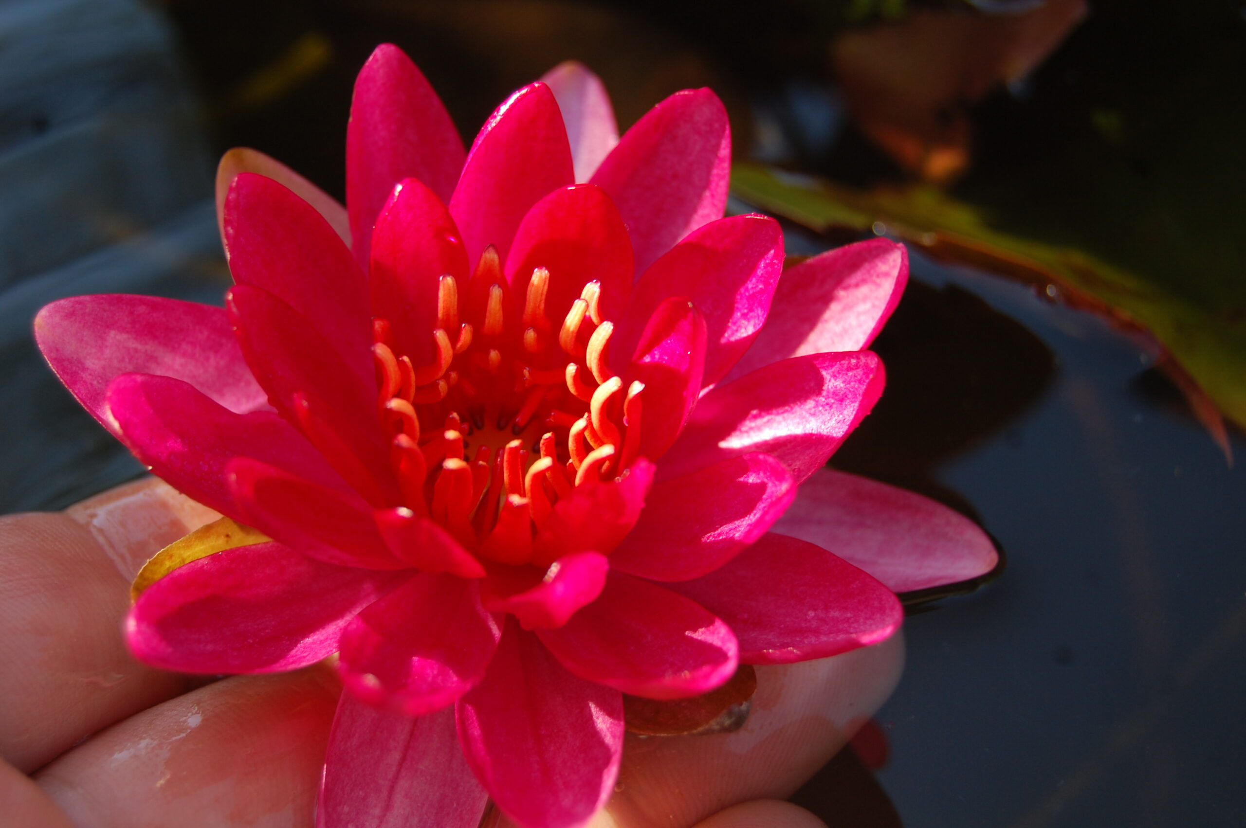 acheter nymphaea Perry's Red Glow for sale buy on line (30)