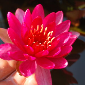 acheter nymphaea Perry's Red Glow for sale buy on line (33)