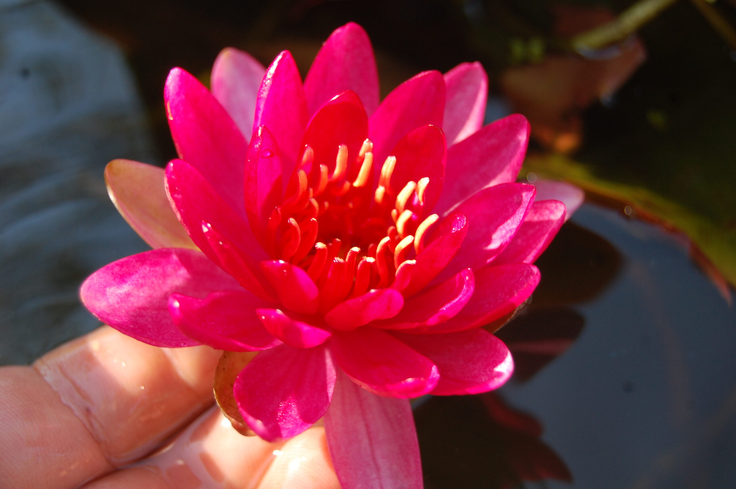 acheter nymphaea Perry's Red Glow for sale buy on line (33)