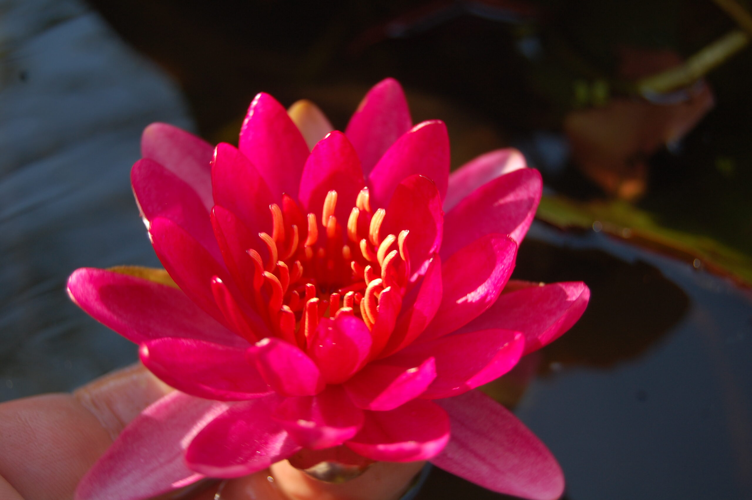acheter nymphaea Perry's Red Glow for sale buy on line (37)
