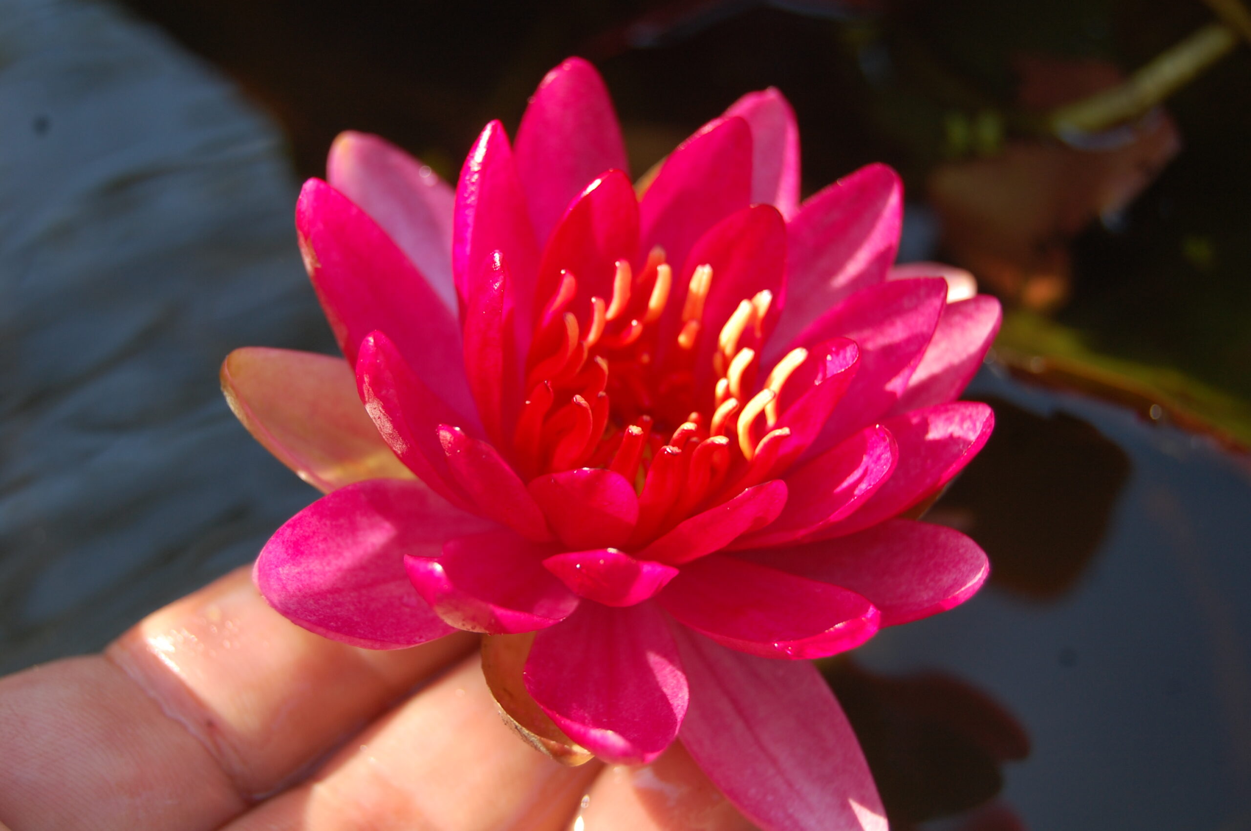 acheter nymphaea Perry's Red Glow for sale buy on line (39)